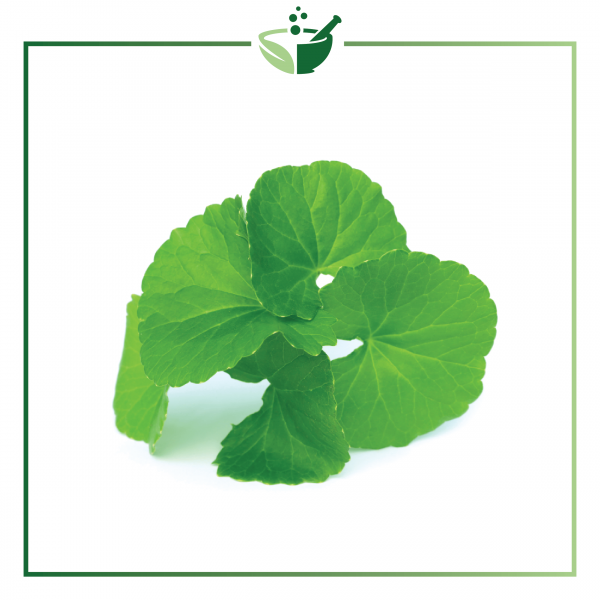 Gotu Kola Powder-011